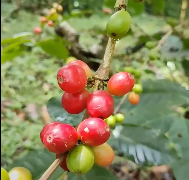 Granos de café maduro en un cafetal cerca de Barichara